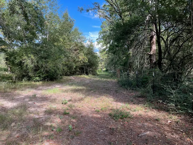 a view of a forest with trees in the background