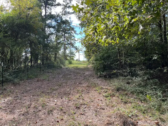 a view of a forest with trees in the background