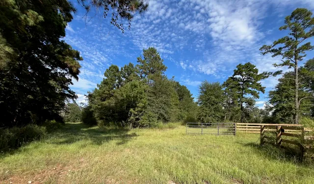 a view of a forest with trees in the background