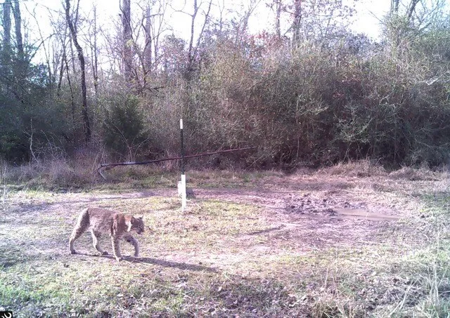 a view of a yard with a bench