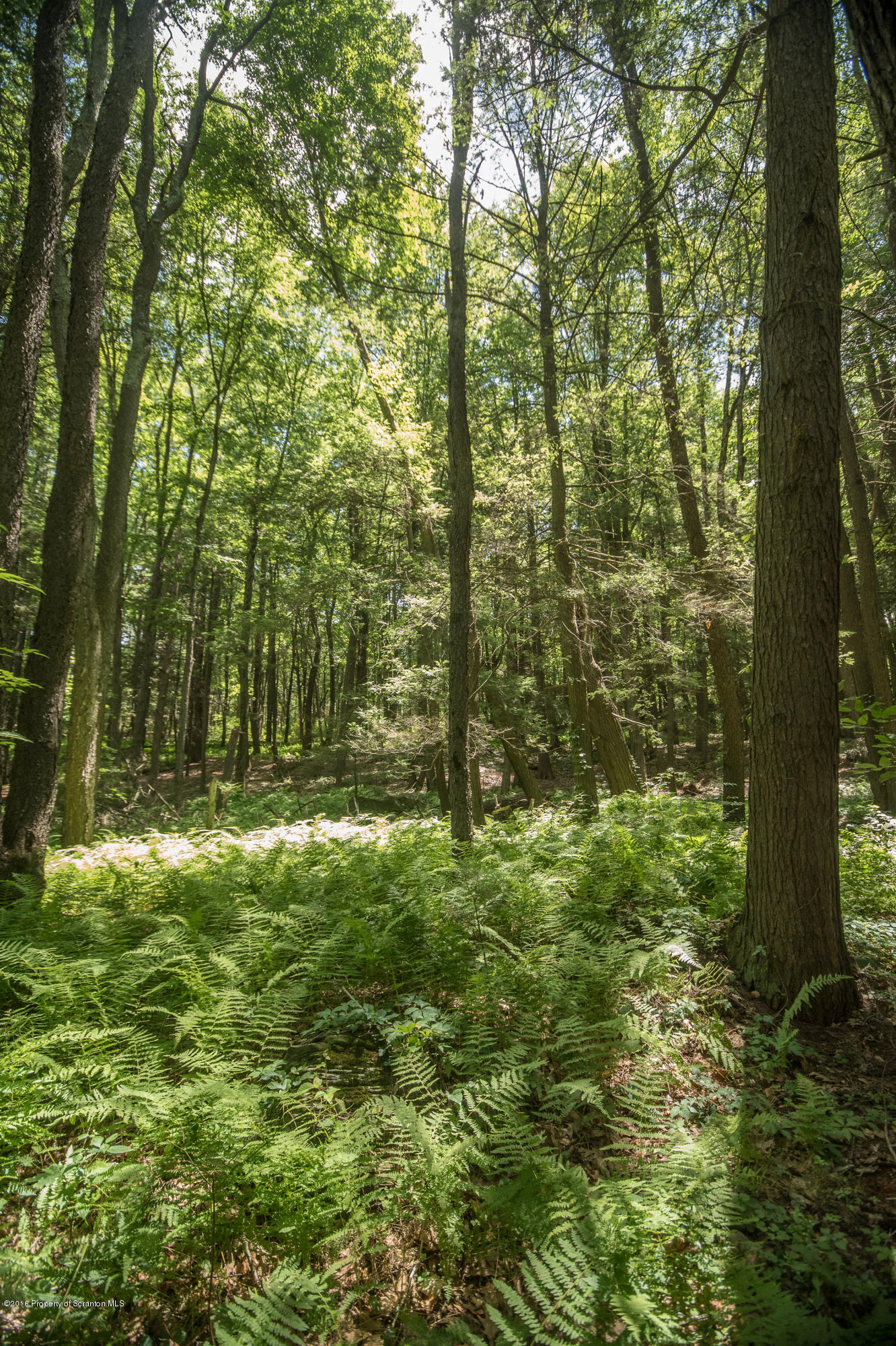 Pinewood Road Fleetville, PA 18420 - Photo 2 of 2 DSC_6701