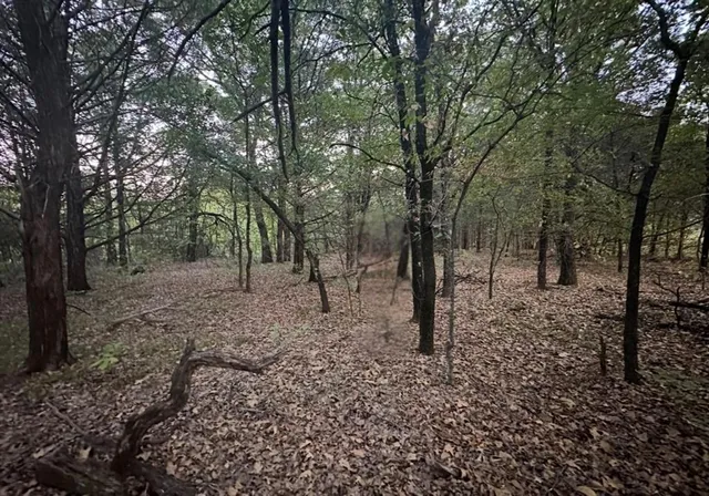 a view of a forest filled with trees