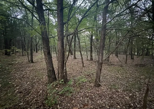 a view of a forest filled with trees