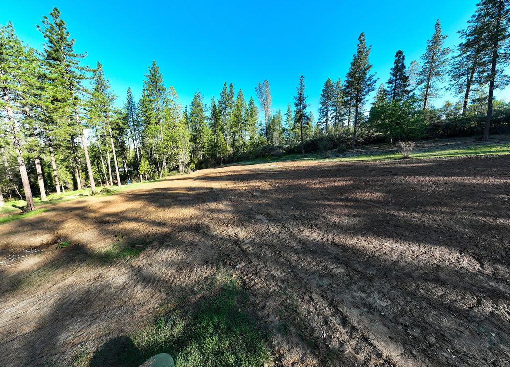 13279 Thoroughbred Loop Grass Valley, CA 95949 - Photo 13 of 33 a view of a yard with a tree