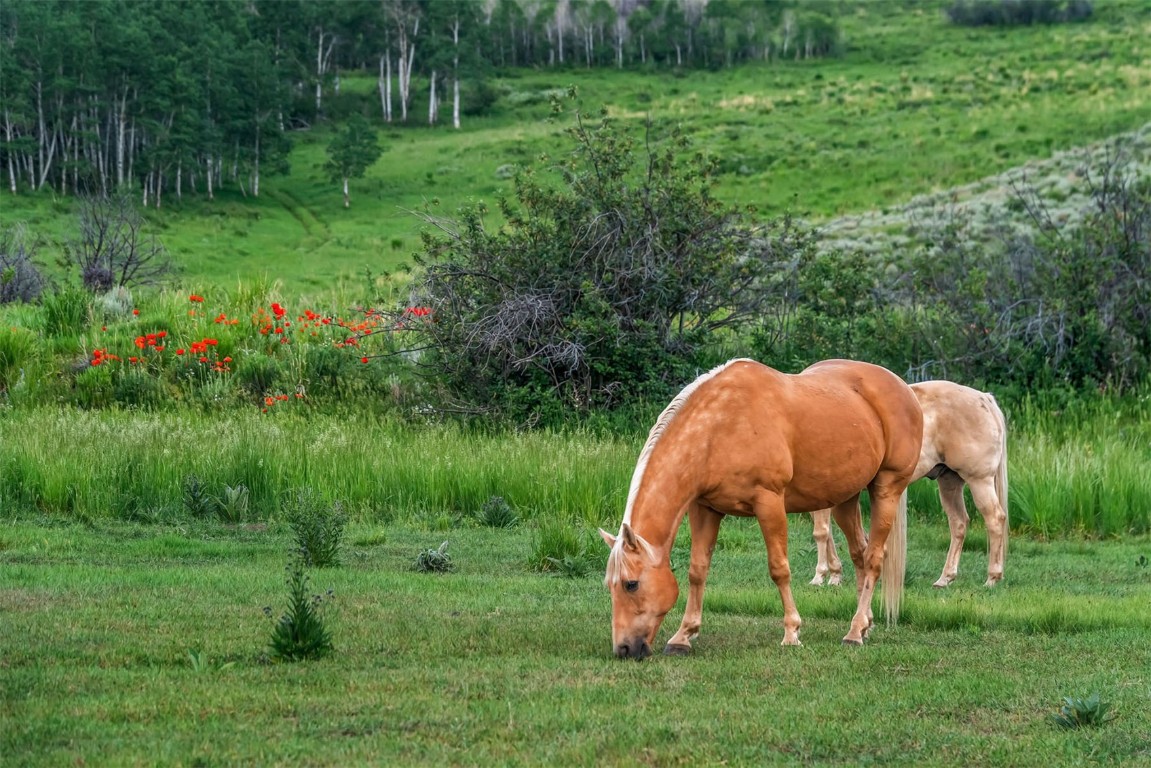 26760 Rimrock Trail Oak Creek, CO 80467 - Photo 17 of 50