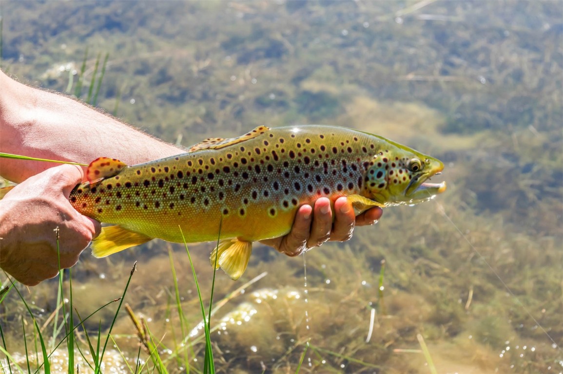 26760 Rimrock Trail Oak Creek, CO 80467 - Photo 7 of 50