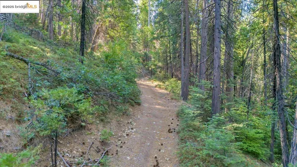 a view of a forest with trees