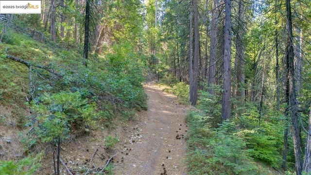 a view of a forest with trees