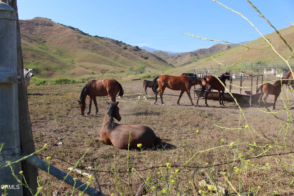 0 Dickenson Road Santa Paula, CA 93060 - Photo 11 of 44 IMG_5919