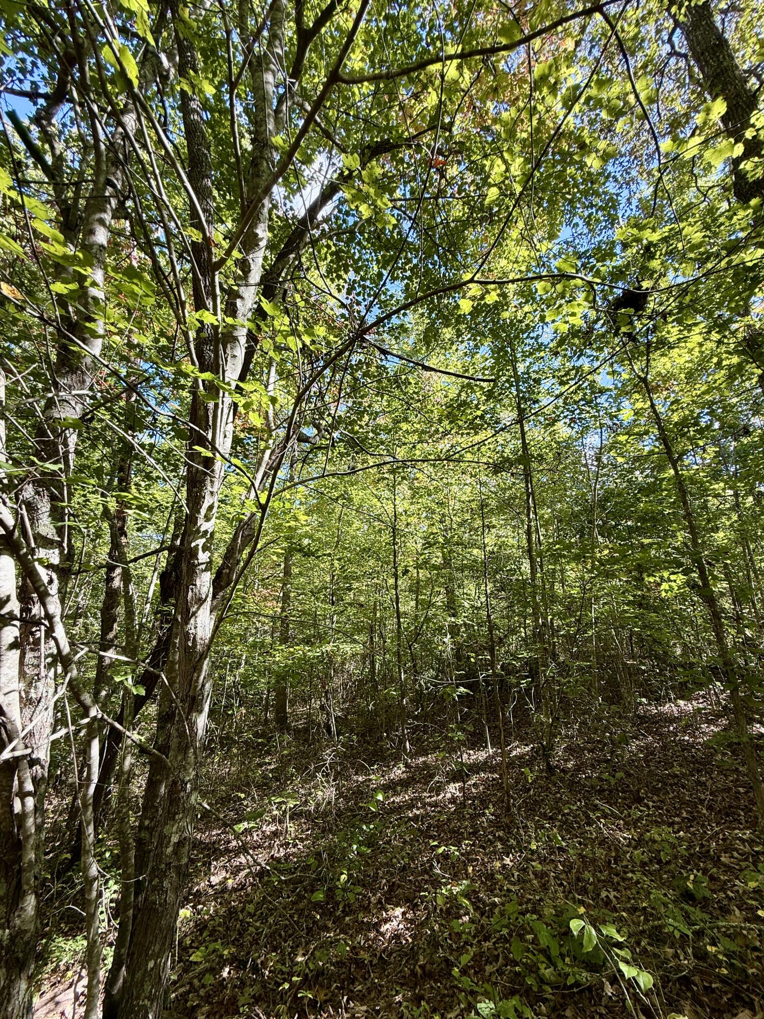 0 Owl Hollow Road, Unit LOT 10 Palmer, TN 37365 - Photo 12 of 13 IMG_2450