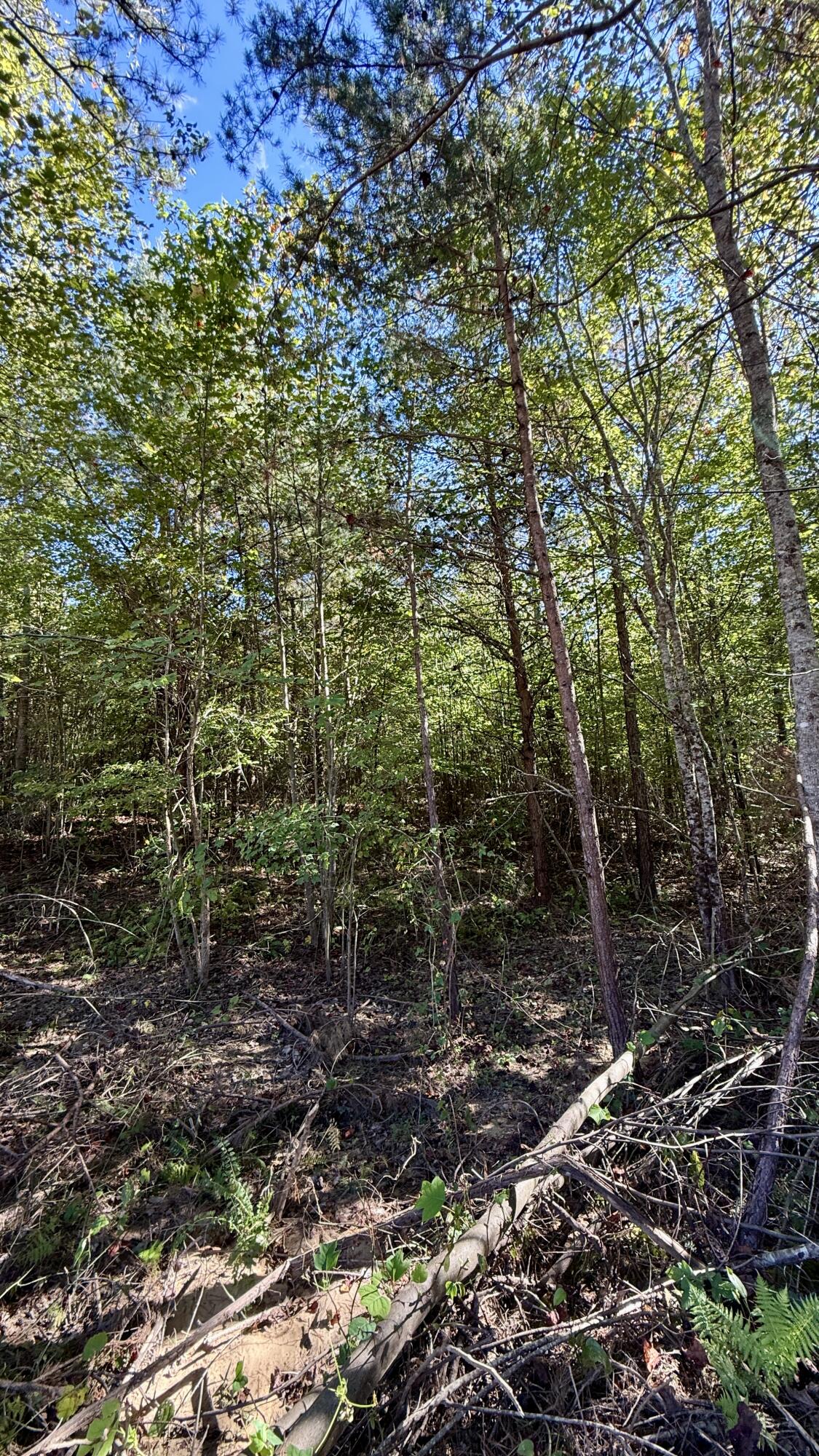 0 Owl Hollow Road, Unit LOT 10 Palmer, TN 37365 - Photo 4 of 13 IMG_2494