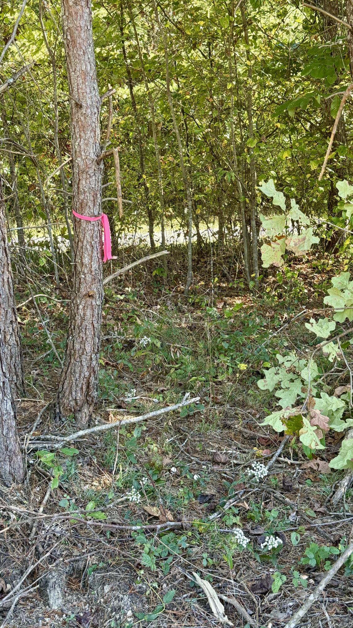 0 Owl Hollow Road, Unit LOT 10 Palmer, TN 37365 - Photo 5 of 13 IMG_2500