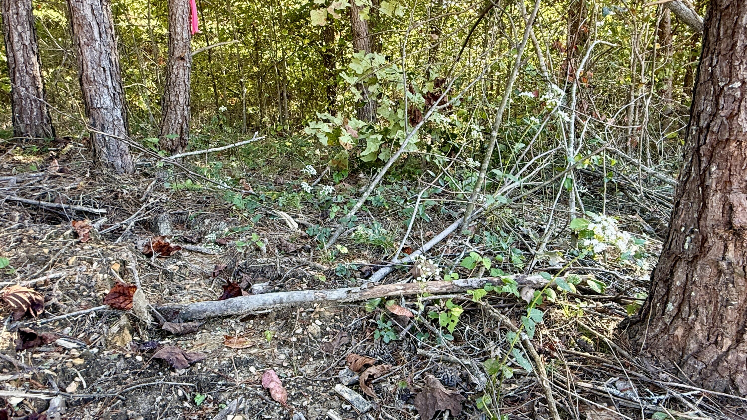 0 Owl Hollow Road, Unit LOT 10 Palmer, TN 37365 - Photo 6 of 13 IMG_2499