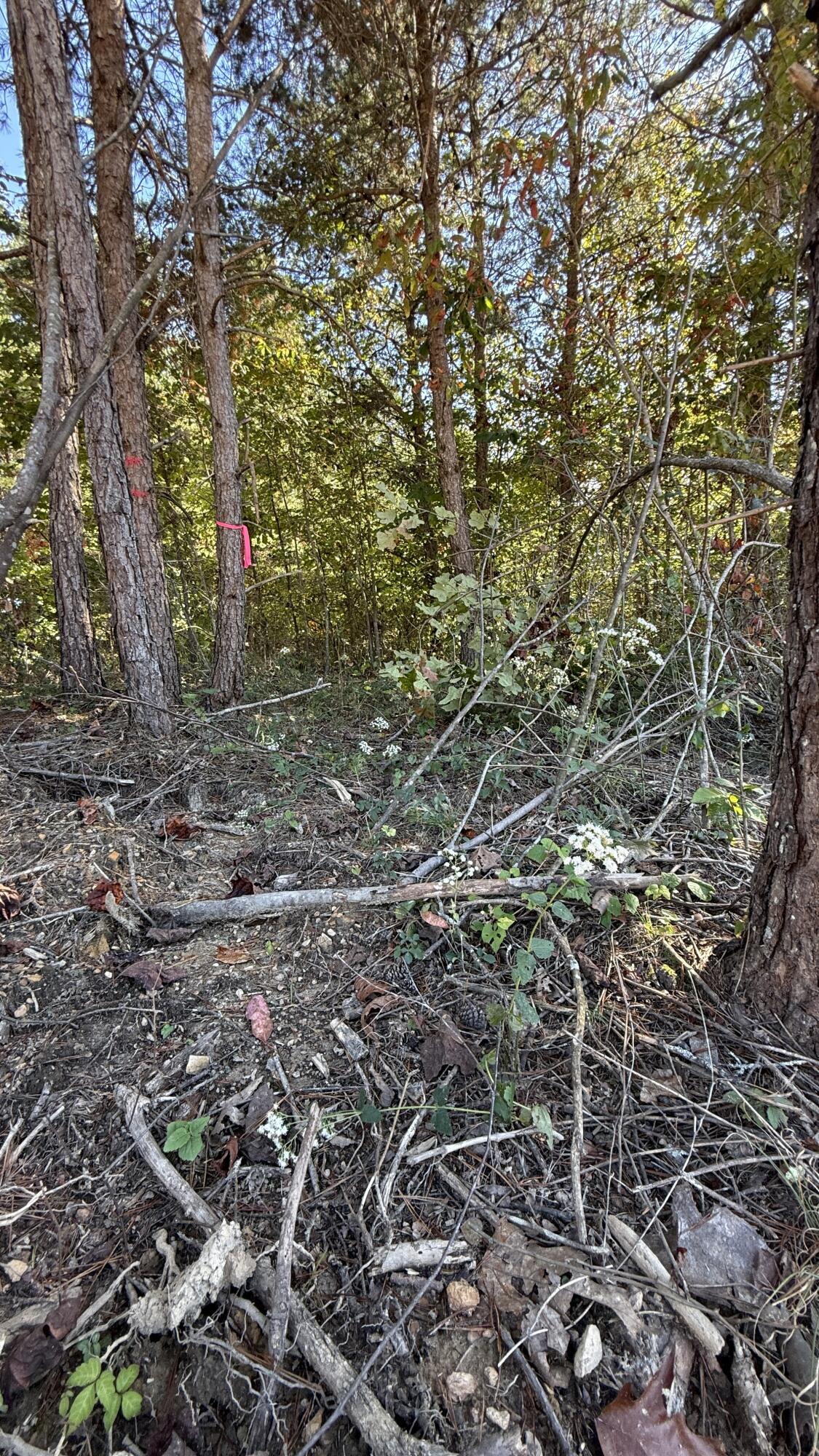 0 Owl Hollow Road, Unit LOT 10 Palmer, TN 37365 - Photo 9 of 13 IMG_2497