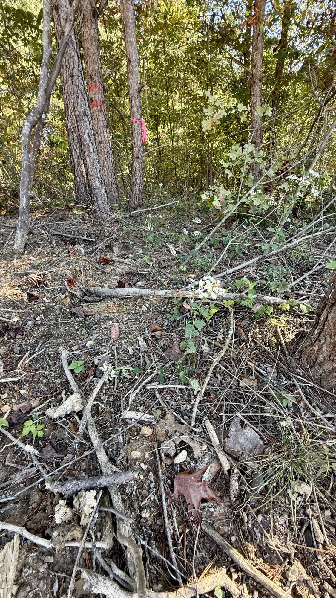 0 Owl Hollow Road, Unit LOT 10 Palmer, TN 37365 - Photo 10 of 13 IMG_2496