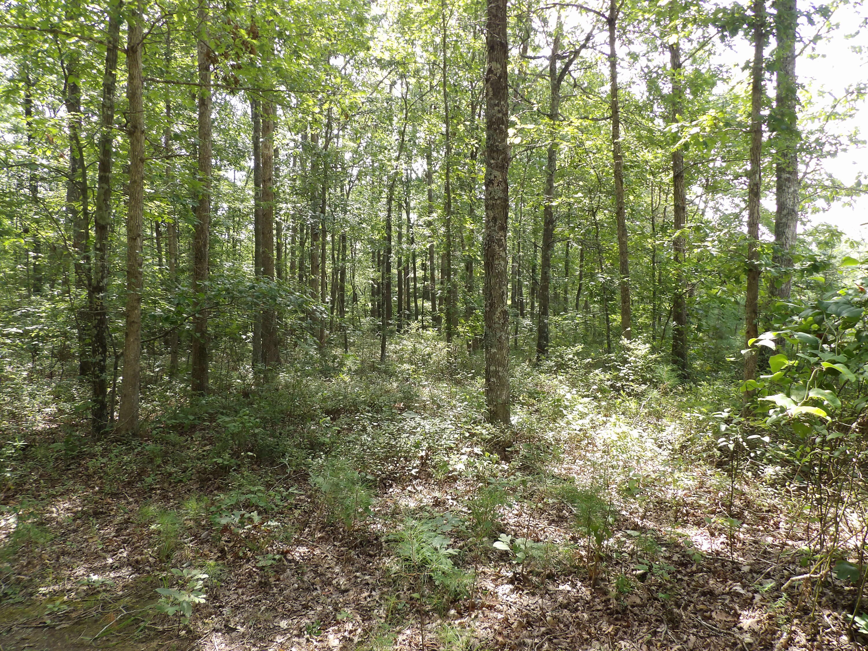 11 Lou Road, Unit 109 Pikeville, TN 37367 - Photo 8 of 36 100_5865