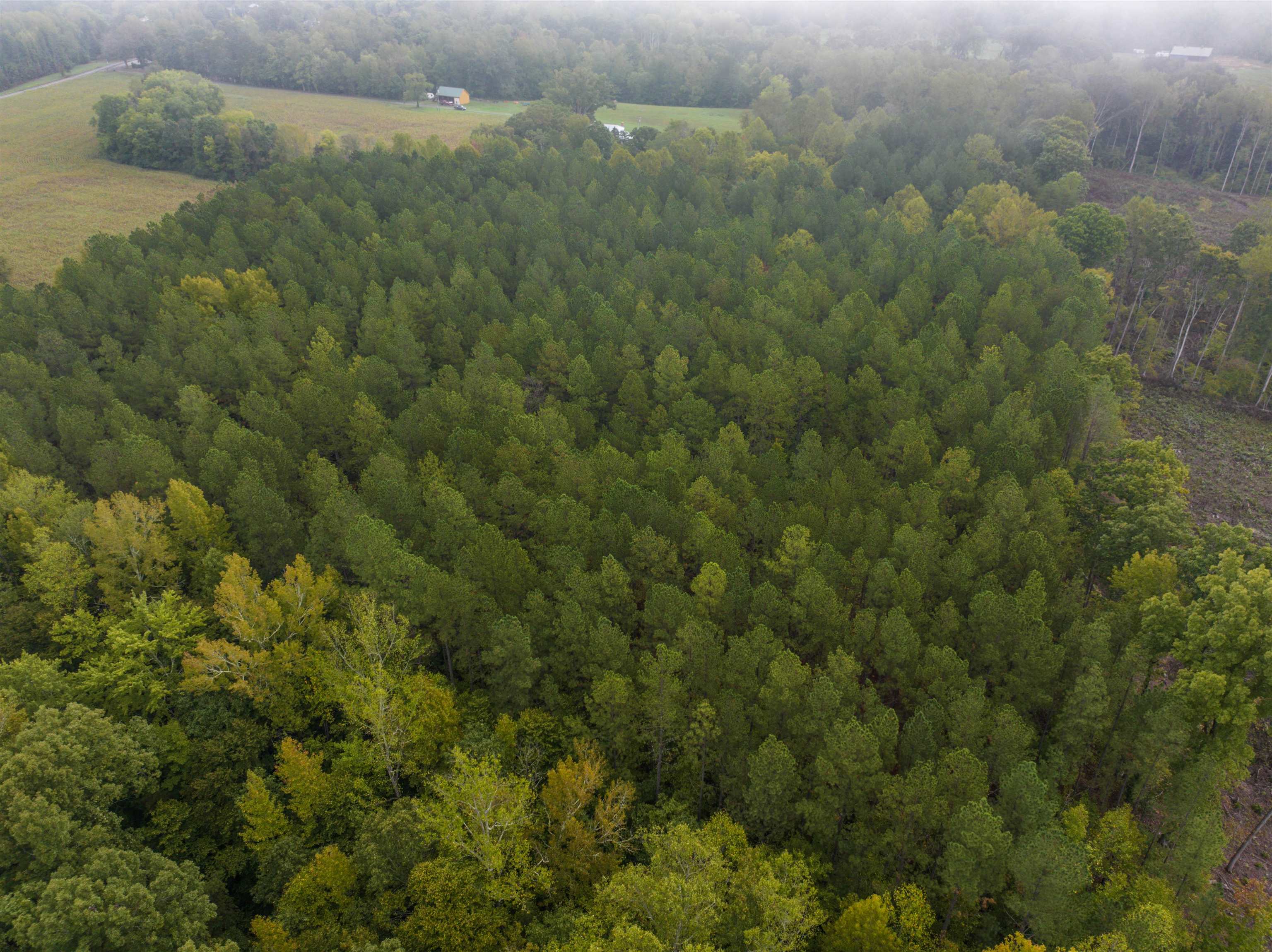 Tbd Courthouse Road Palmyra, VA 22963 - Photo 22 of 40 a view of a forest with a street