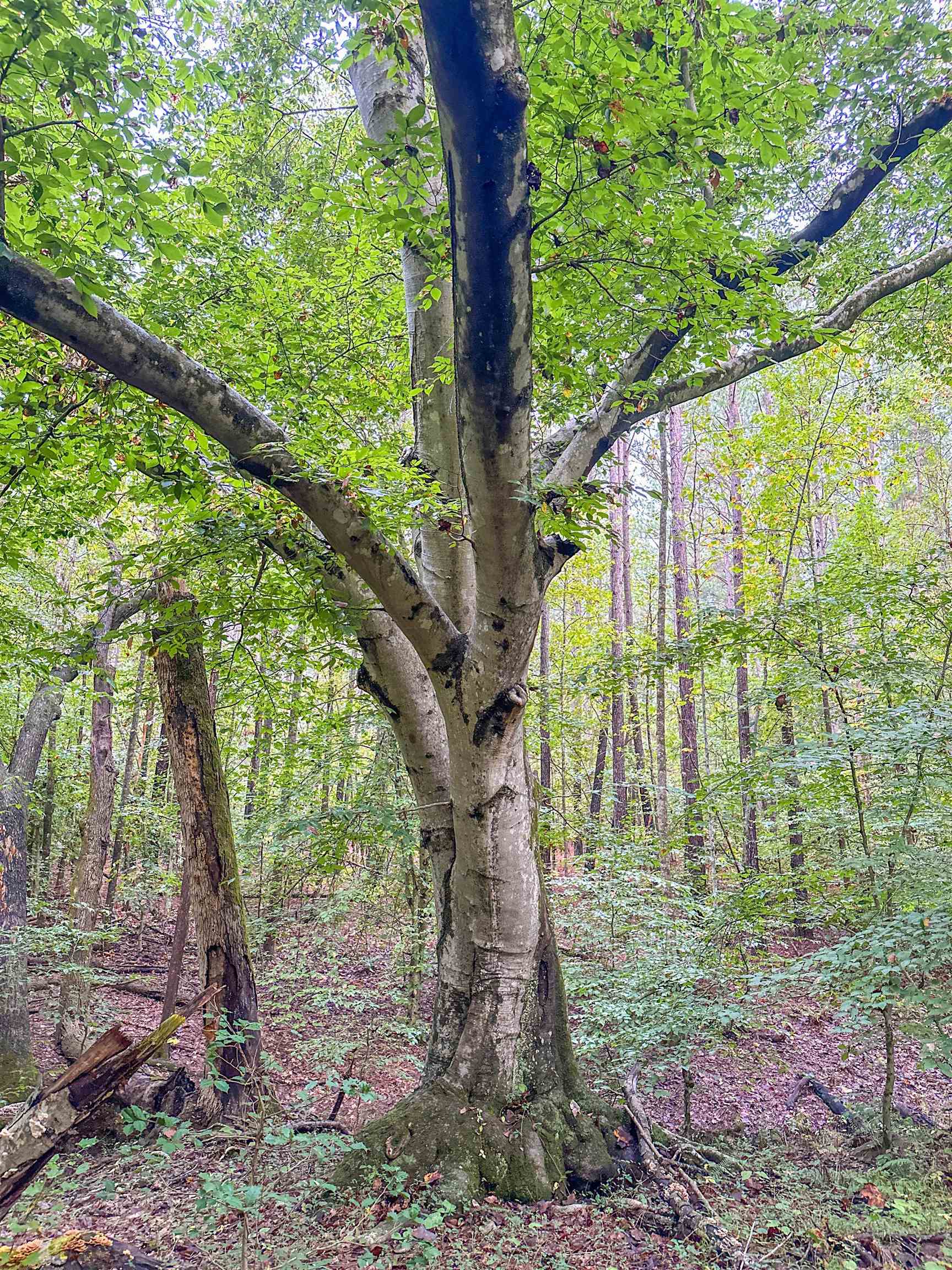 Tbd Courthouse Road Palmyra, VA 22963 - Photo 30 of 40 a backyard of a house with large trees and plants