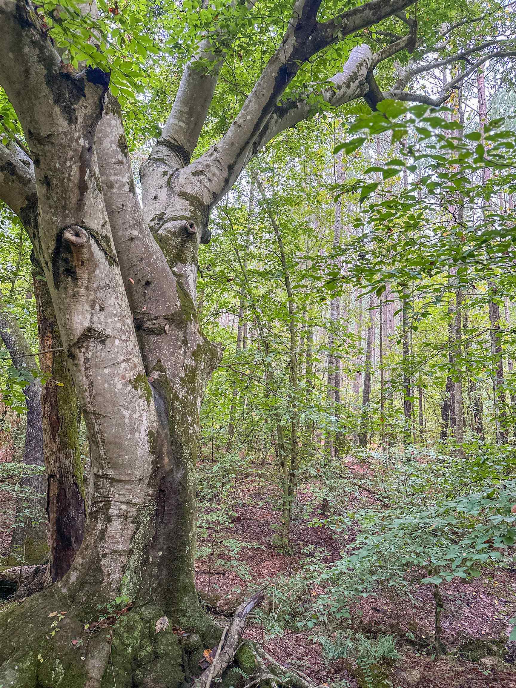 Tbd Courthouse Road Palmyra, VA 22963 - Photo 31 of 40 a view of outdoor space and a yard