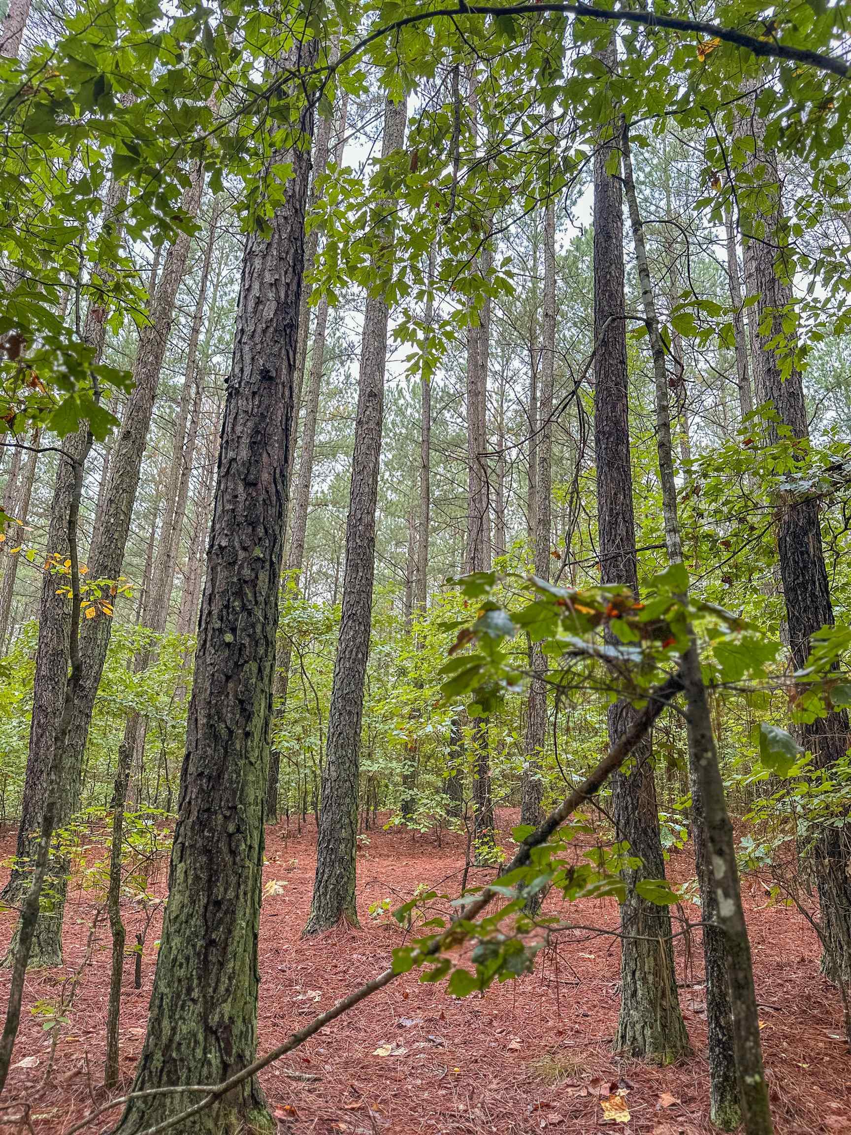 Tbd Courthouse Road Palmyra, VA 22963 - Photo 32 of 40 a backyard of a house with lots of green space