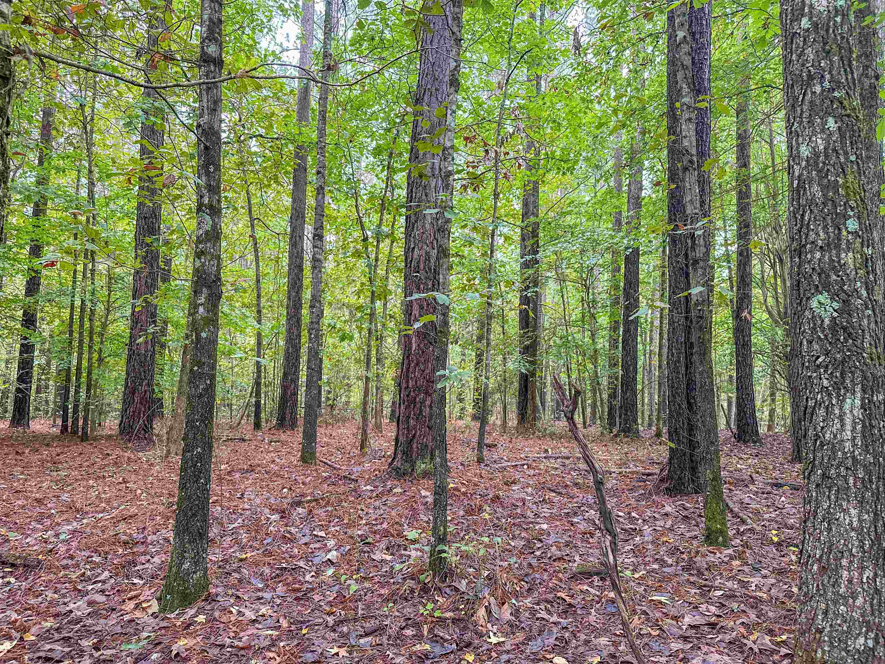 Tbd Courthouse Road Palmyra, VA 22963 - Photo 33 of 40 a view of outdoor space with lots of trees