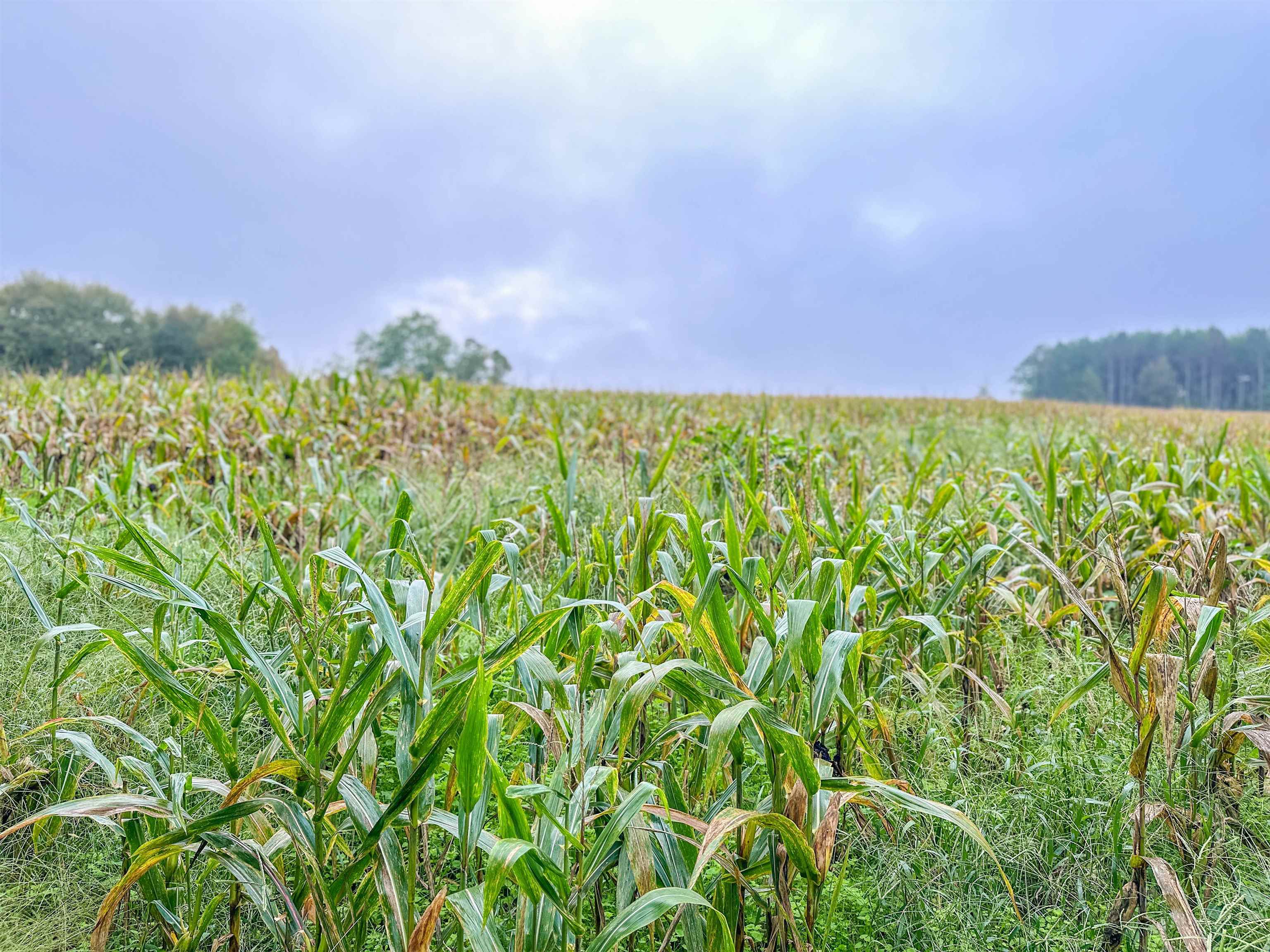 Tbd Courthouse Road Palmyra, VA 22963 - Photo 35 of 40