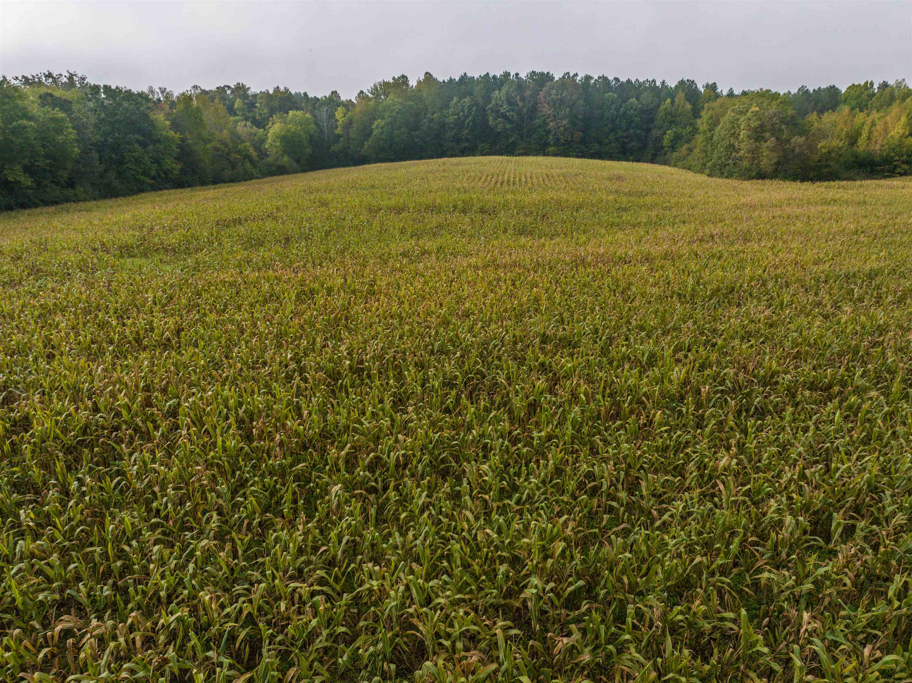 Tbd Courthouse Road Palmyra, VA 22963 - Photo 8 of 40 a view of a field with an ocean