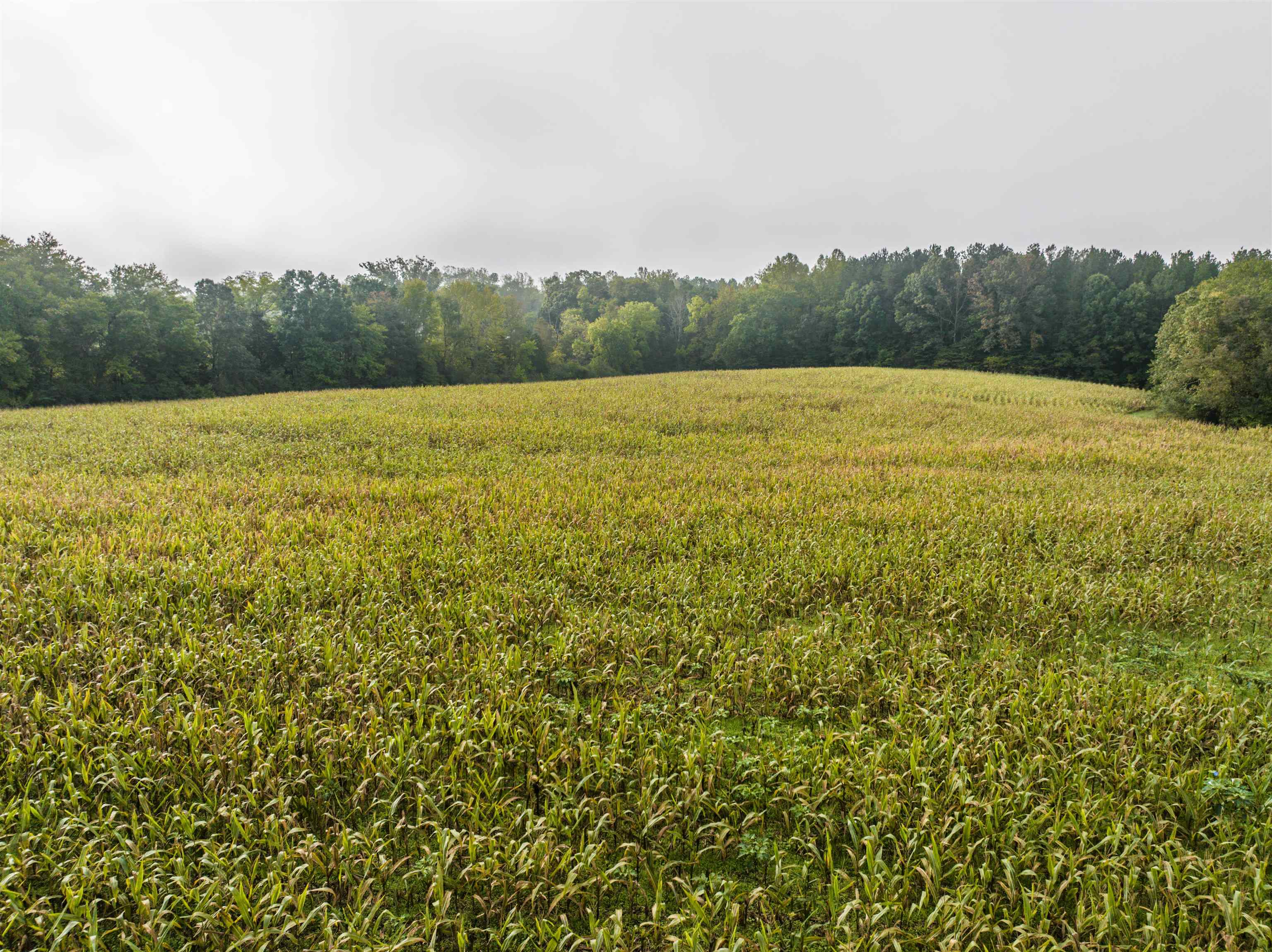 Tbd Courthouse Road Palmyra, VA 22963 - Photo 9 of 40 a view of a field with a yard