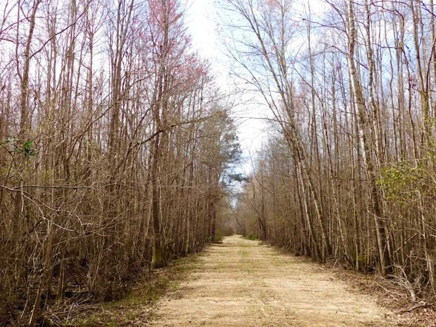 0 Dutch Neck Road Salters, SC 29590 - Photo 2 of 6 Gallery Image 2