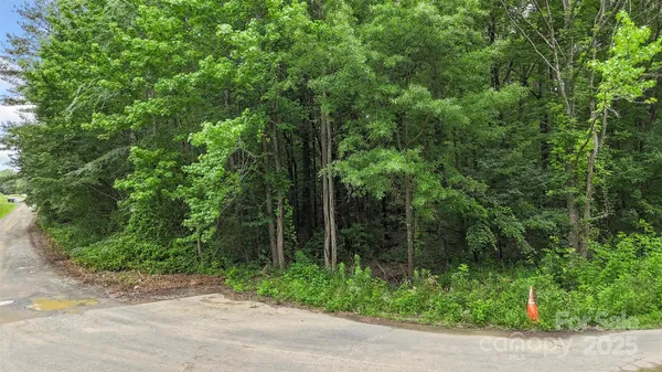 a view of forest