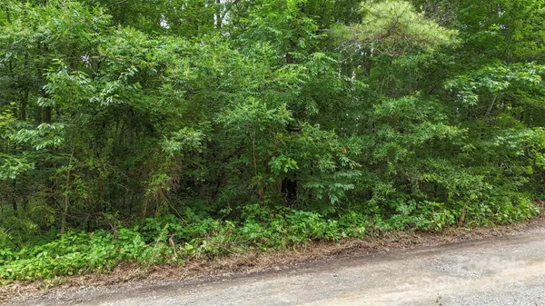 a view of a yard with plants and large trees