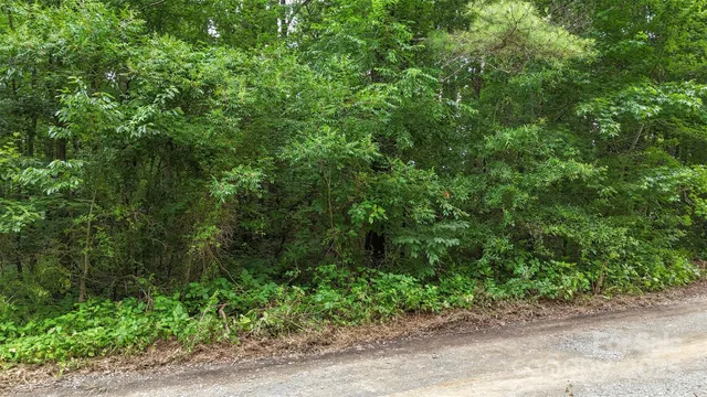 a view of a yard with plants and large trees