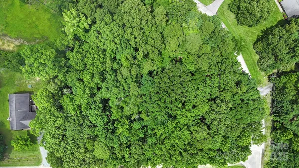 a view of a lush green forest