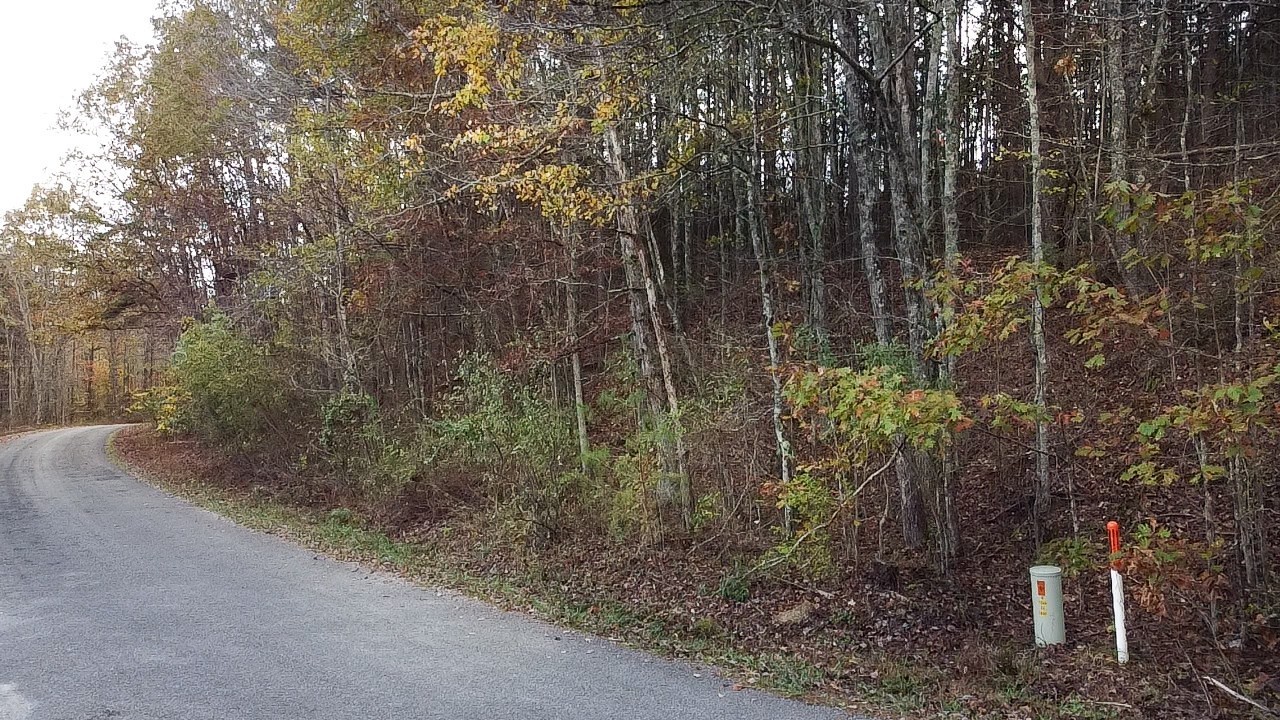 0 Caldwell Road Coalmont, TN 37313 - Photo 15 of 24 a view of a forest with trees in front of it