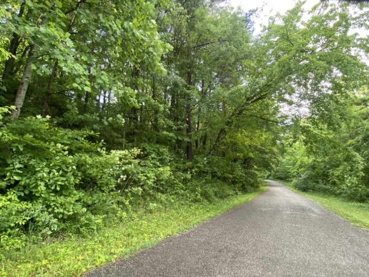 0 Caldwell Road Coalmont, TN 37313 - Photo 7 of 24 a view of a forest with a tree