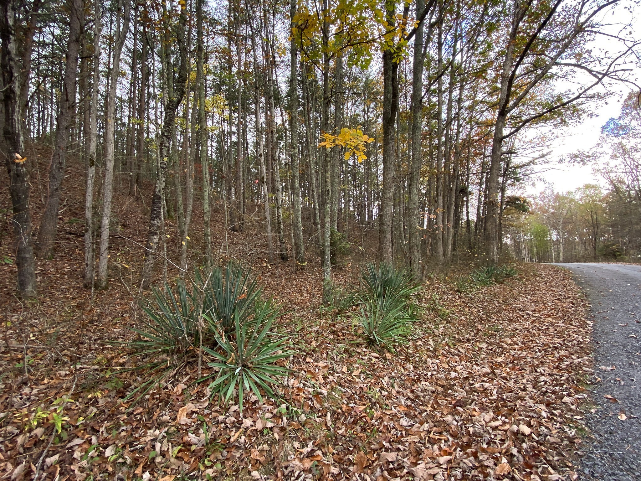 0 Caldwell Road Coalmont, TN 37313 - Photo 9 of 24 a view of a garden