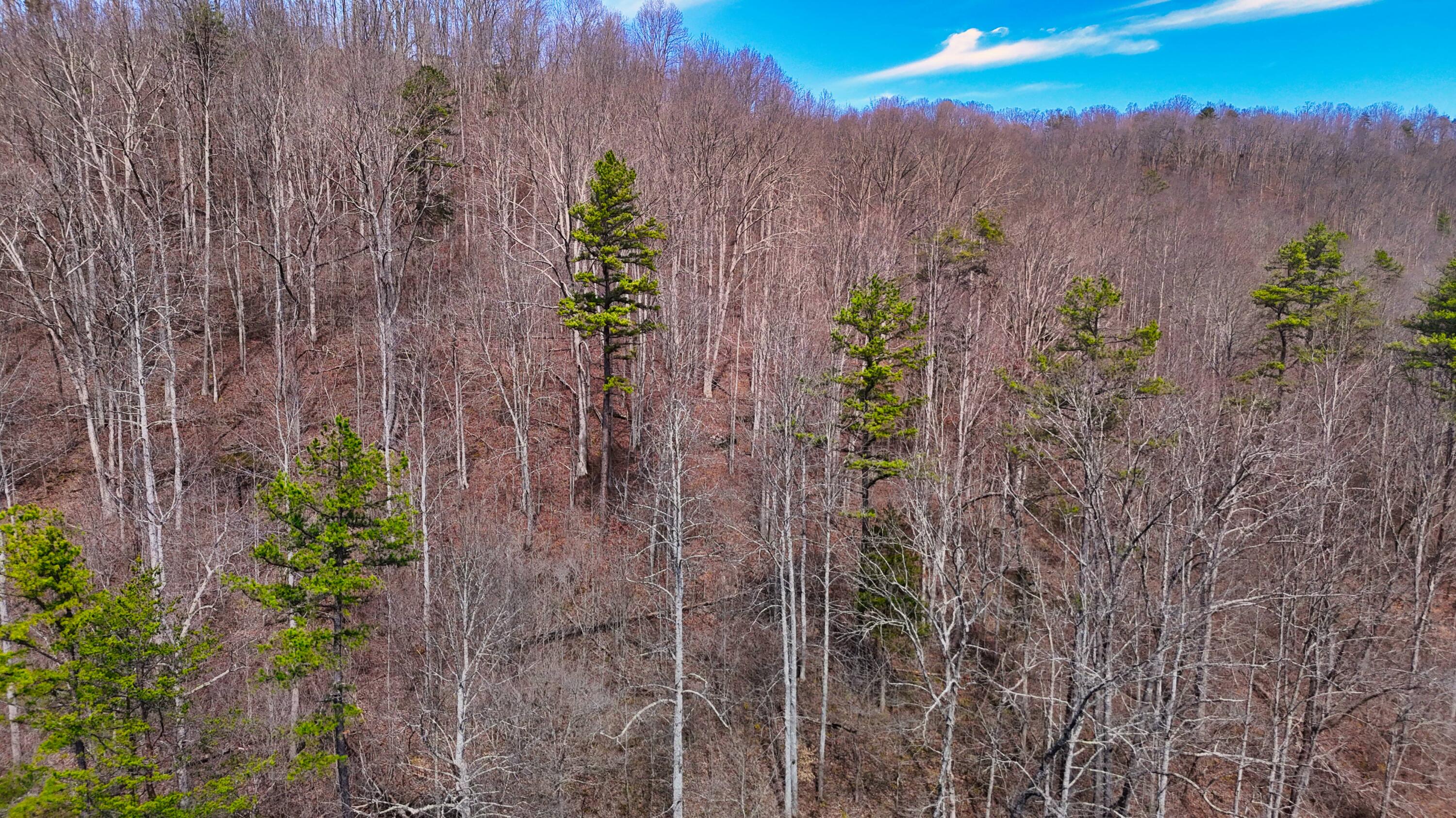 0 Sand Springs Road McKee, KY 40447 - Photo 37 of 58 DJI_20250318131226_0057_D