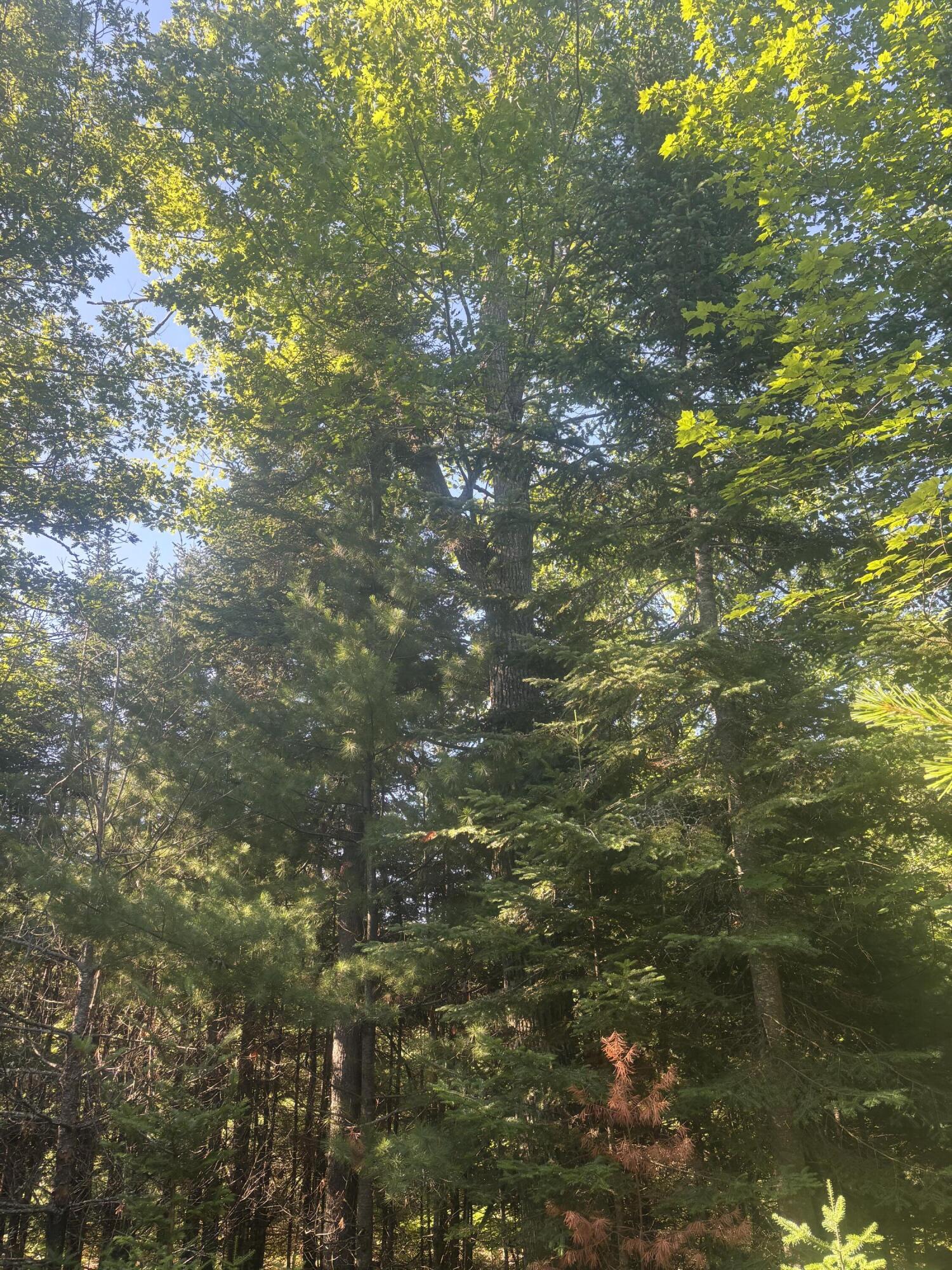 Map5-lot53 Bangor Road Troy, ME 04987 - Photo 6 of 11 IMG_7739