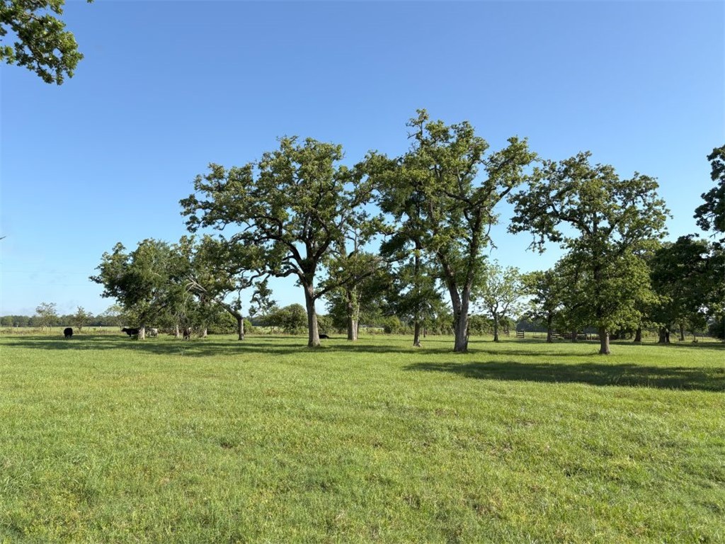 1228 Cr 348 Loop Gause, TX 77857 - Photo 27 of 46 a view of a park with large trees