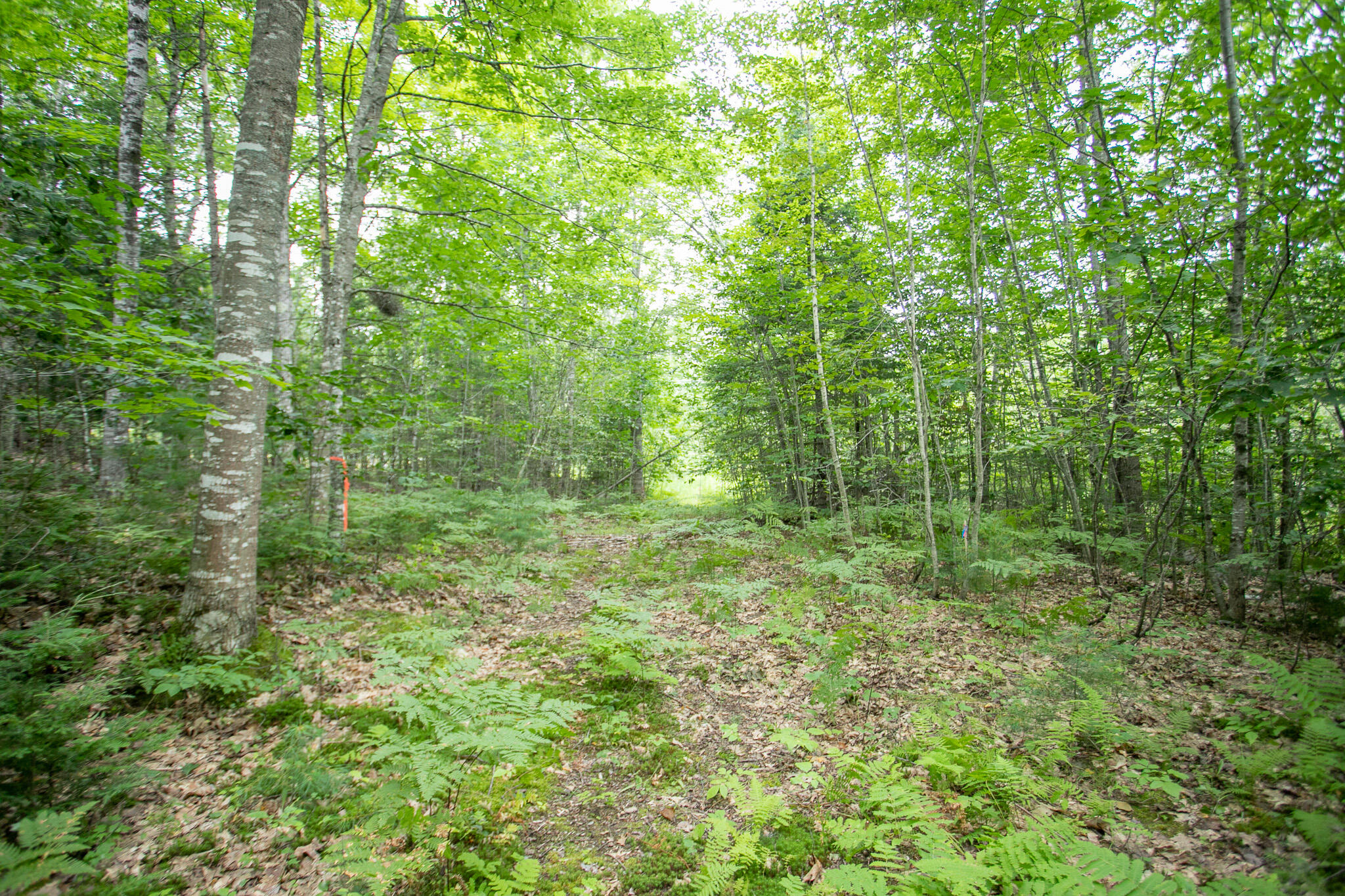 Lot 44-6 Five Road Carmel, ME 04419 - Photo 18 of 21 IMG_0470