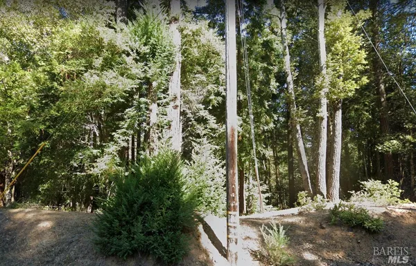 a view of a yard with plants and trees