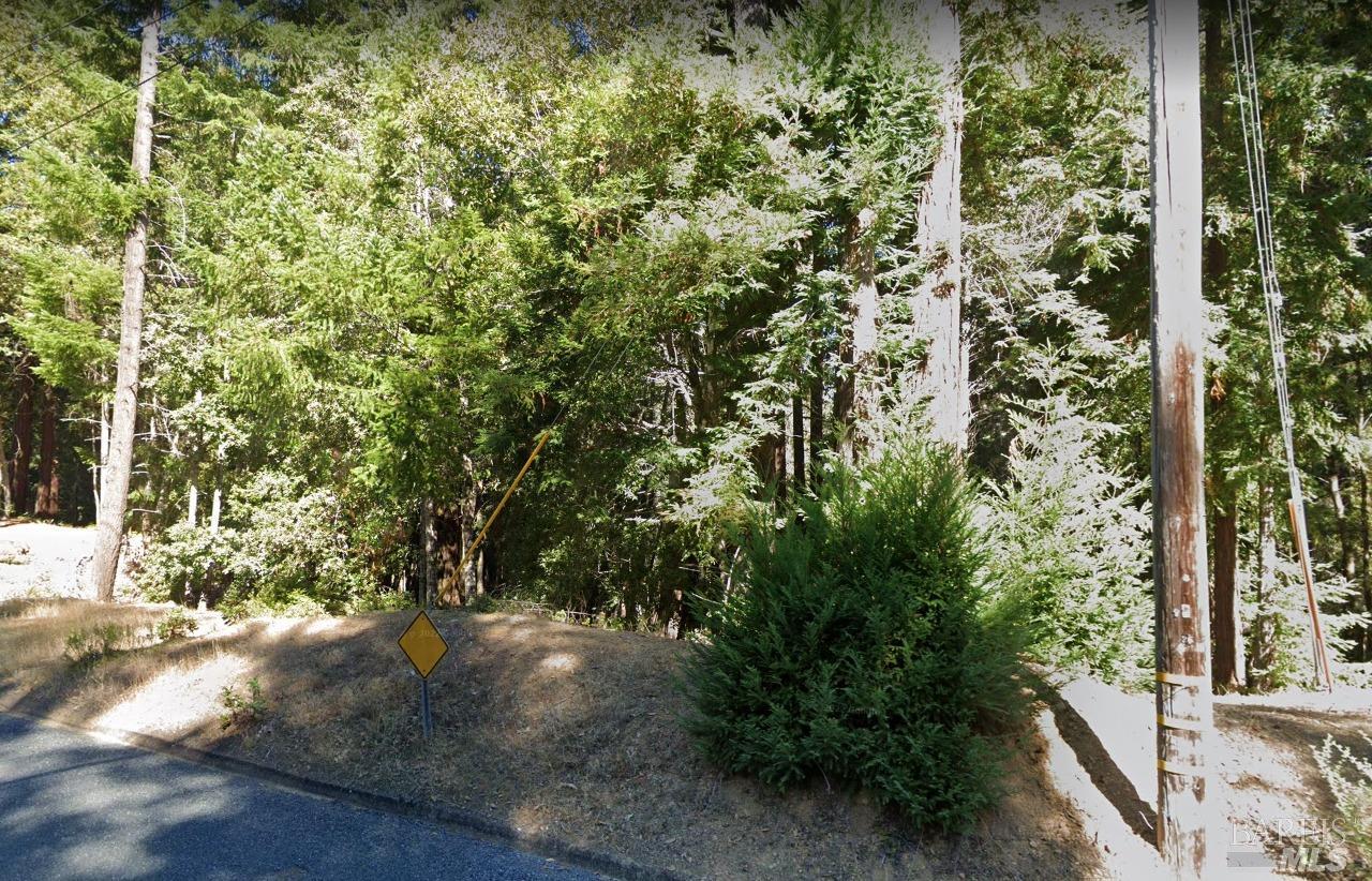 24297 Lilac Road Willits, CA 95490 - Photo 3 of 7 a view of a yard with plants and large trees