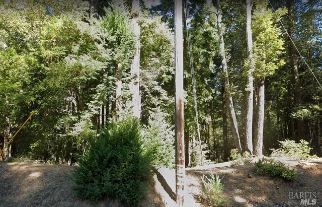 a view of a yard with plants and trees
