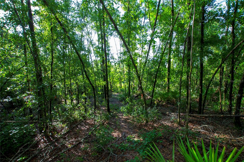 18233 185th Road Live Oak, FL 32060 - Photo 74 of 99