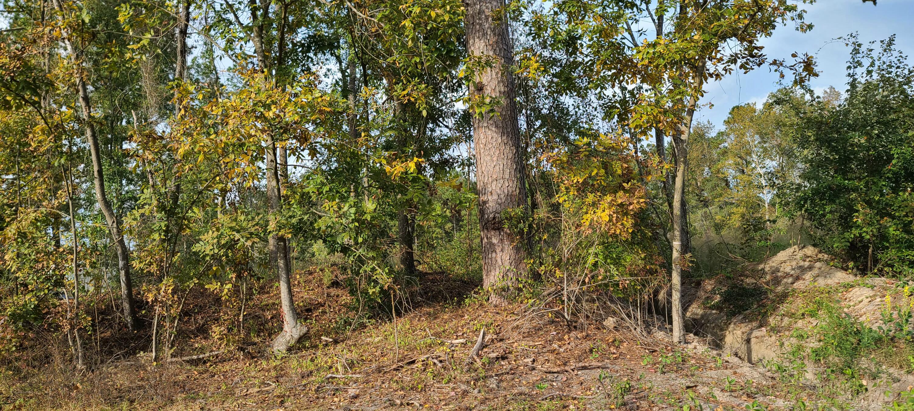 199 Dusty Road St. George, SC 29477 - Photo 56 of 69 20211104_162322