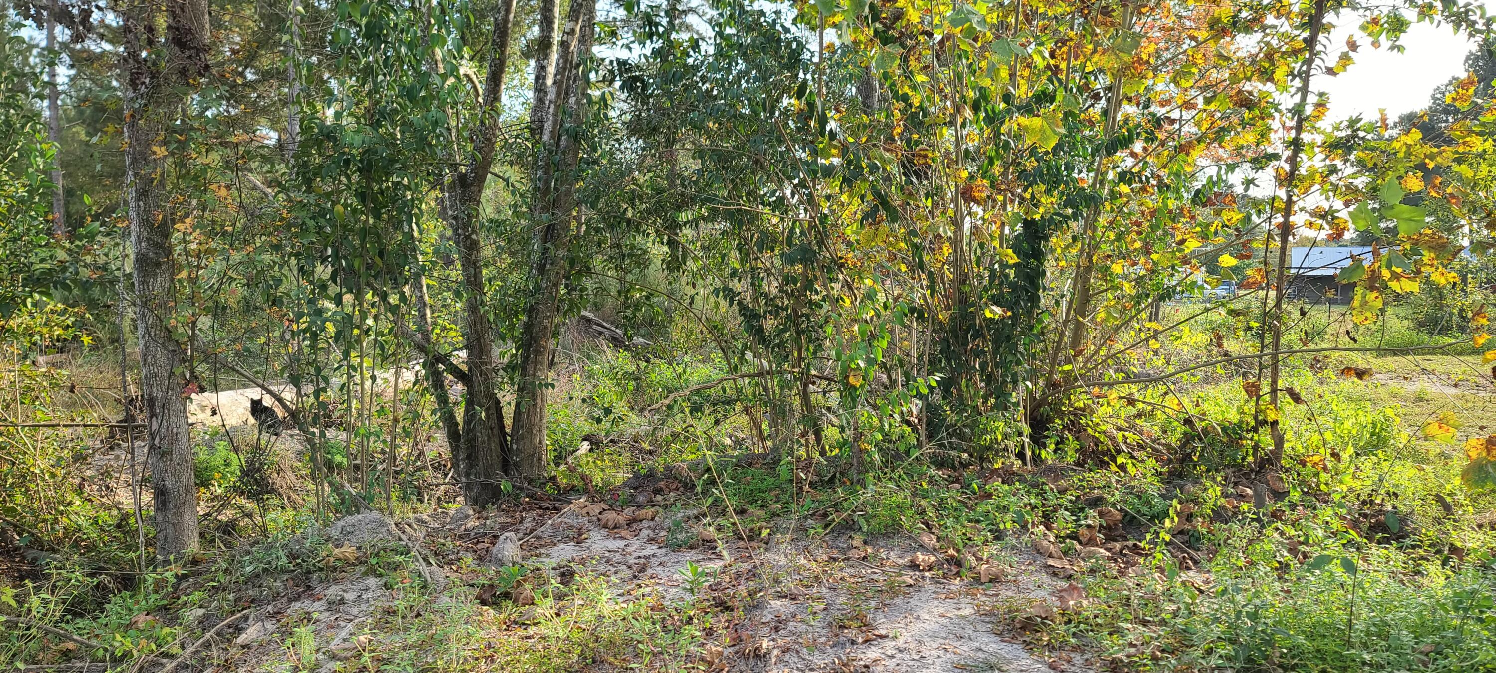 199 Dusty Road St. George, SC 29477 - Photo 57 of 69 20211104_162235