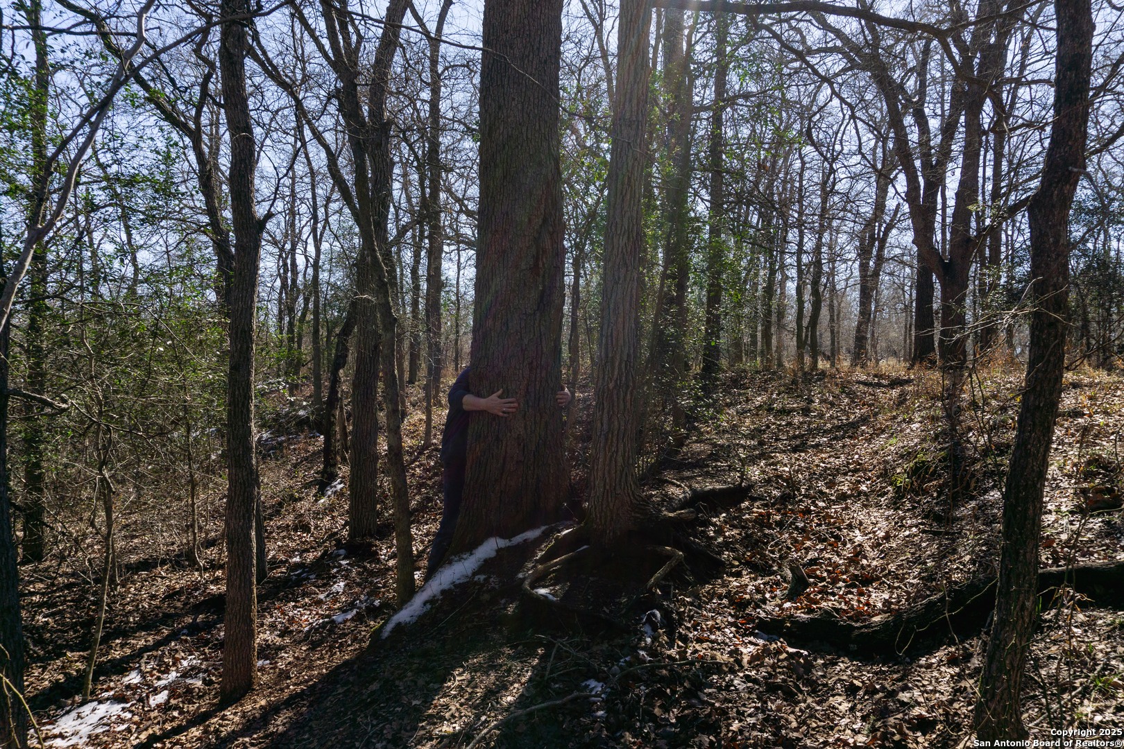605 Marrou Road Seguin, TX 78155 - Photo 12 of 18 a view of forest