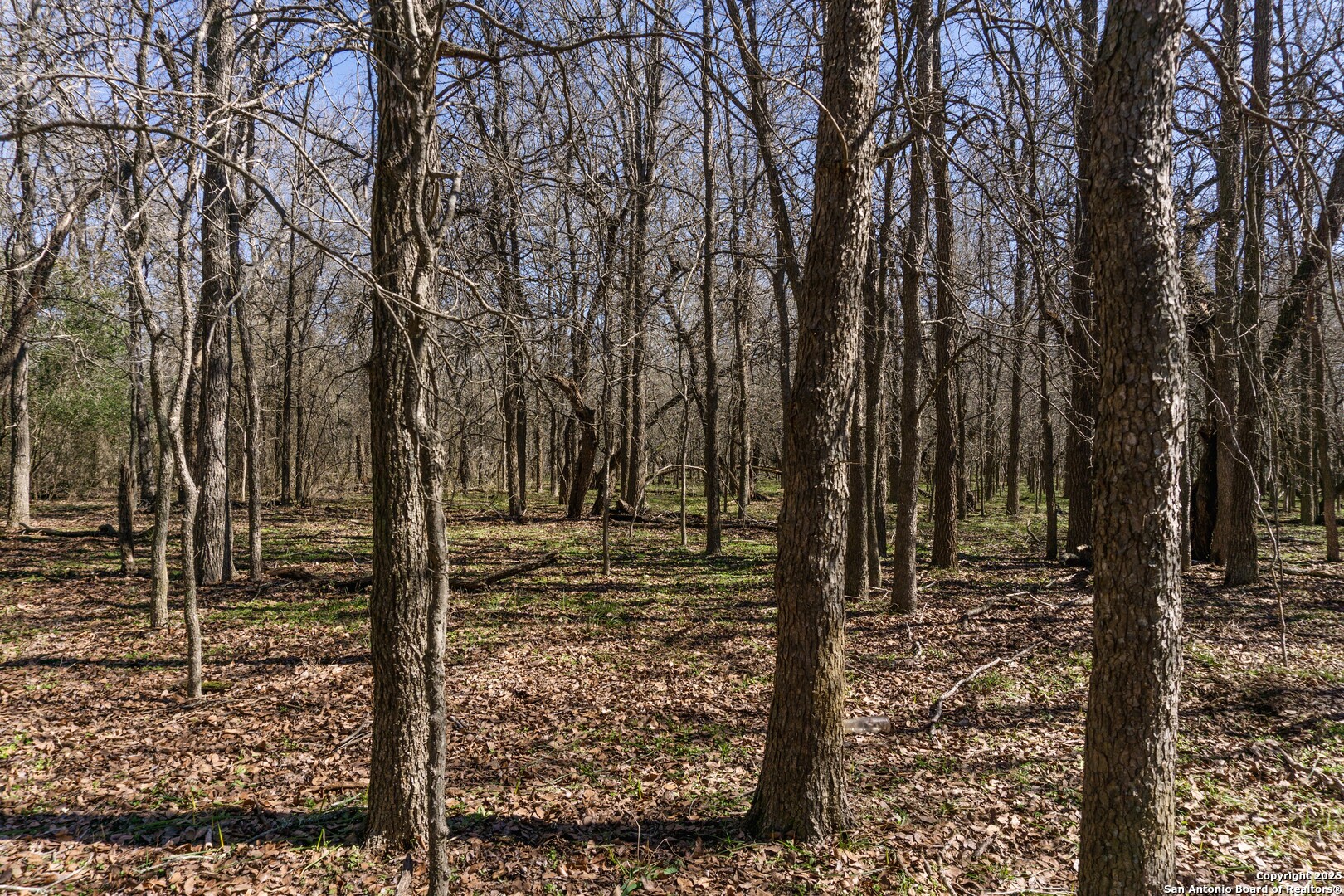 605 Marrou Road Seguin, TX 78155 - Photo 16 of 18 a view of a forest filled with trees