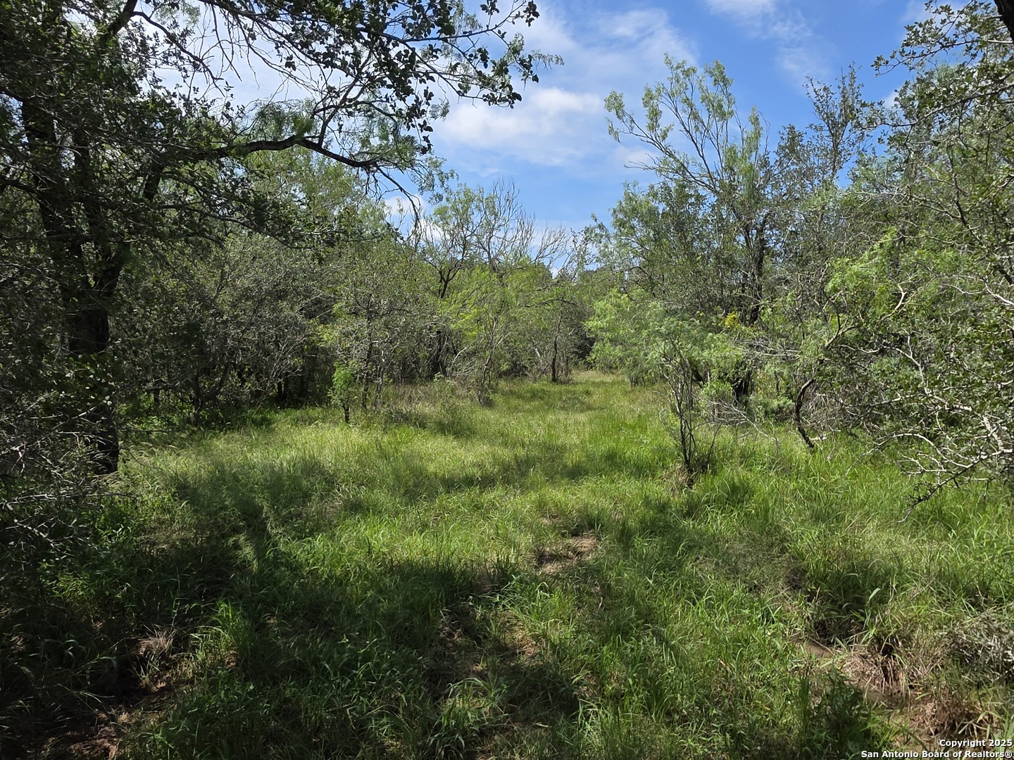 605 Marrou Road Seguin, TX 78155 - Photo 4 of 18 a view of a lush green forest with lots of trees