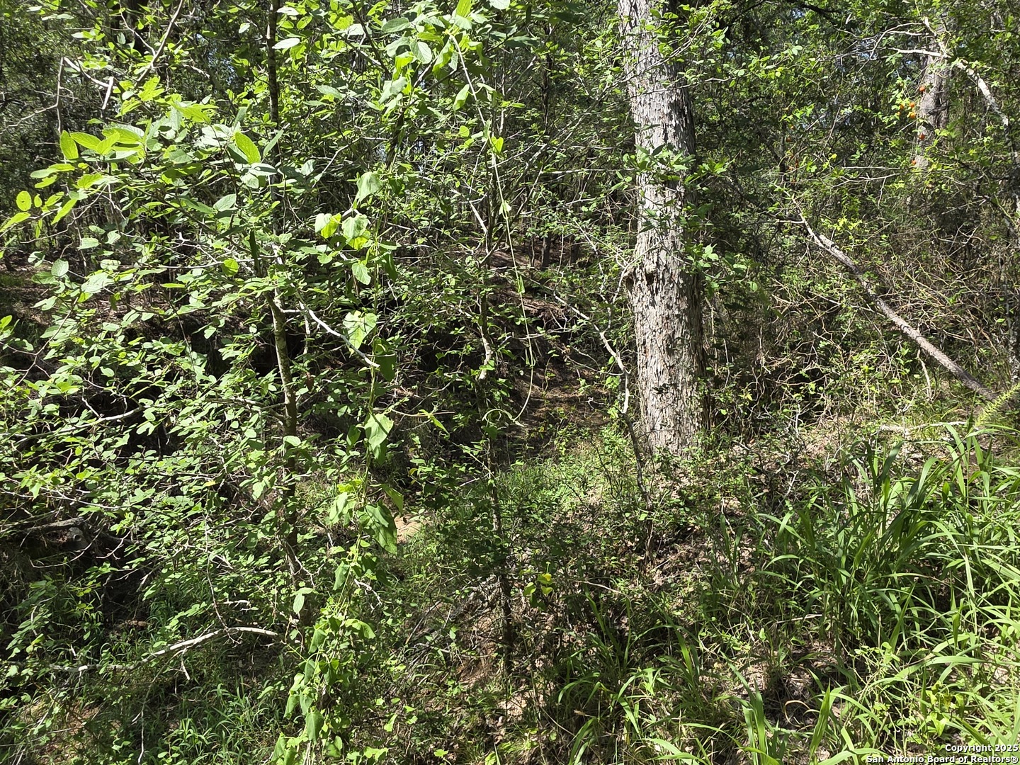 605 Marrou Road Seguin, TX 78155 - Photo 7 of 18 a view of a tree